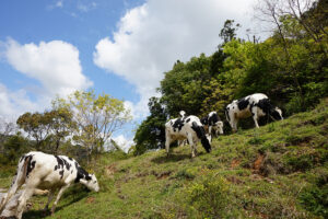 高知随一のブランドトマトに新風！宝石のような至高の一粒