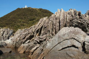 高知随一のブランドトマトに新風！宝石のような至高の一粒