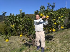 高知では珍しい有機JAS認定の土佐文旦。安心・安全・美味の自然派柑橘